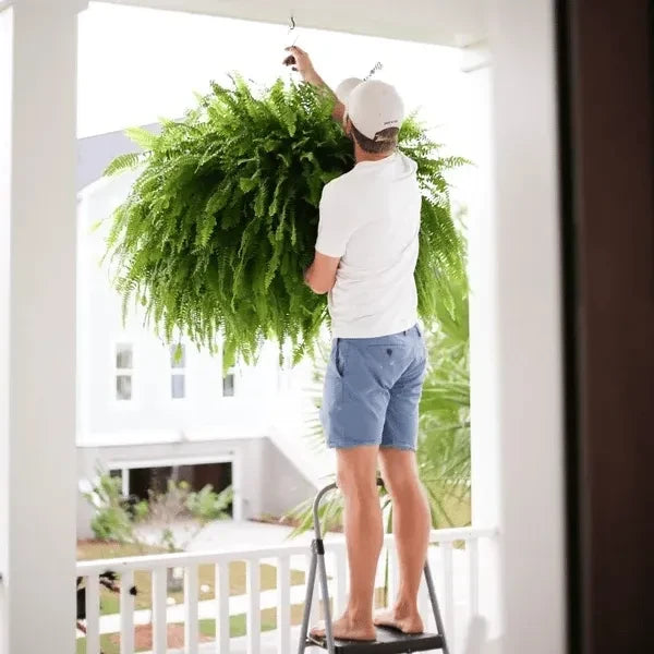 Lighted Artificial Boston Fern