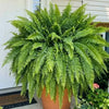 Lighted Artificial Boston Fern