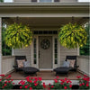 Lighted Artificial Boston Fern