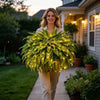 Lighted Artificial Boston Fern