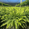 Lighted Artificial Boston Fern