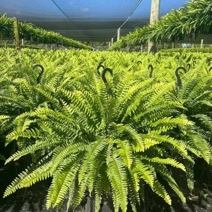 Lighted Artificial Boston Fern