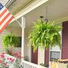 Lighted Artificial Boston Fern