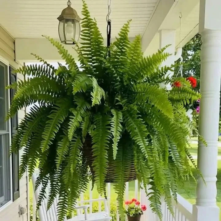 Lighted Artificial Boston Fern
