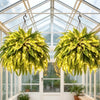 Lighted Artificial Boston Fern