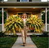 Lighted Artificial Boston Fern