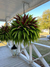 UV-Resistant Artificial Fern And Red Dracaena Plant
