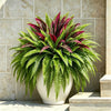 UV-Resistant Artificial Fern And Red Dracaena Plant