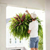 UV-Resistant Artificial Fern And Red Dracaena Plant