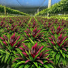UV-Resistant Artificial Fern And Red Dracaena Plant