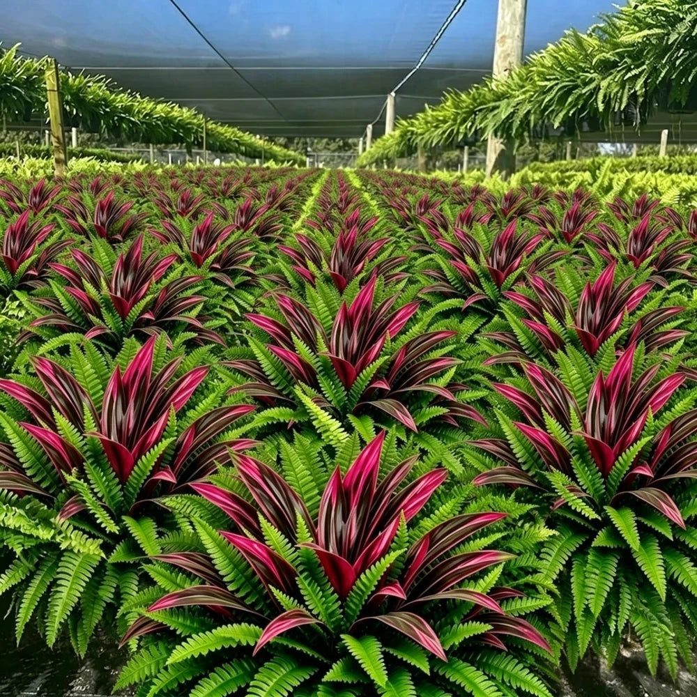 UV-Resistant Artificial Fern And Red Dracaena Plant